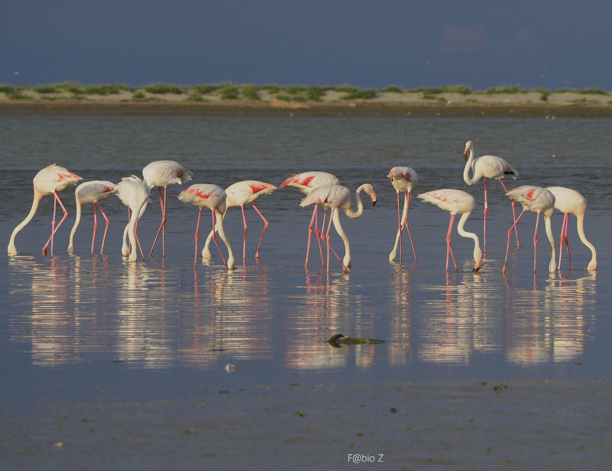 Tra Po e Fenicotteri