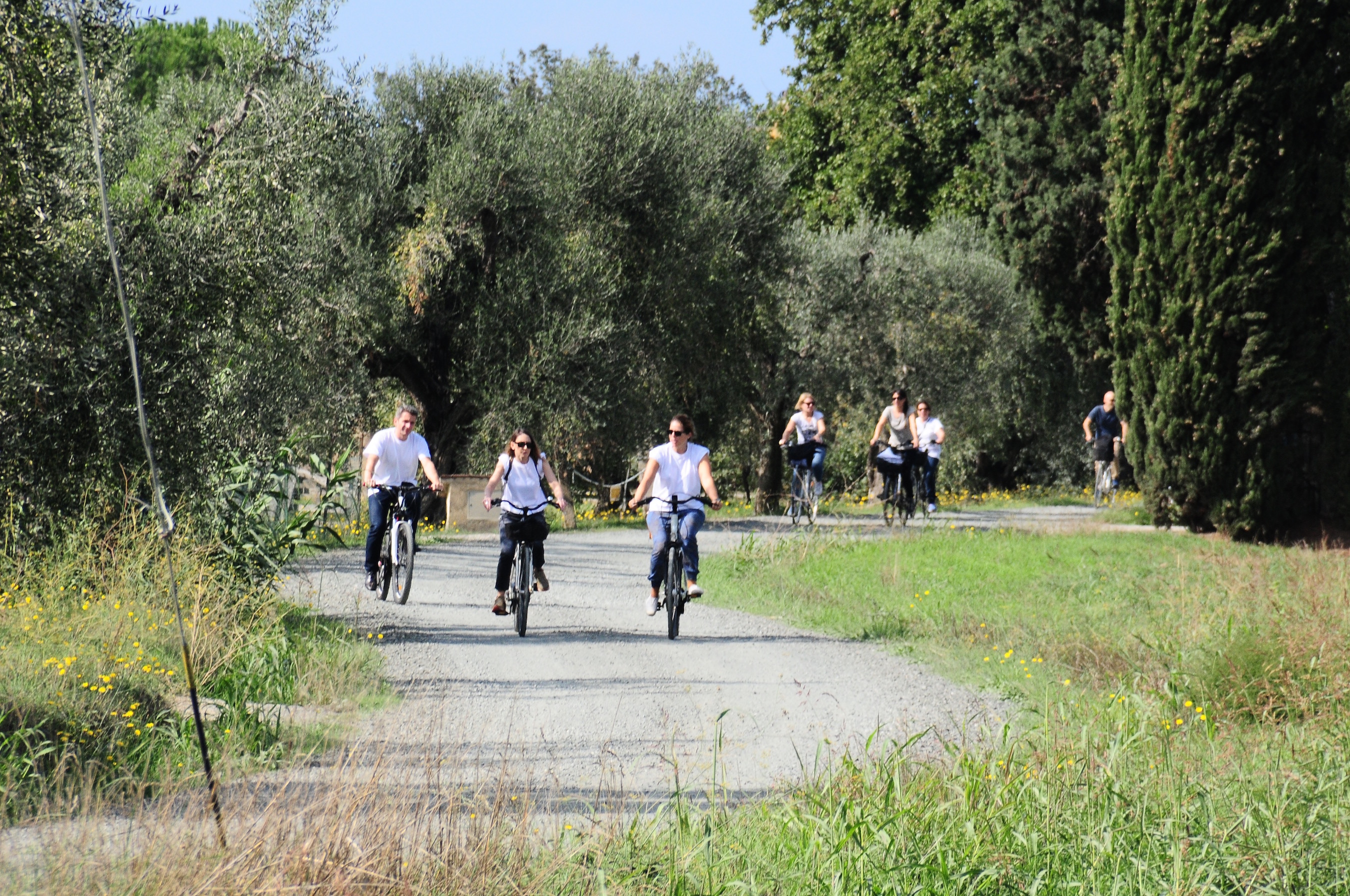 Cipressi di Bolgheri