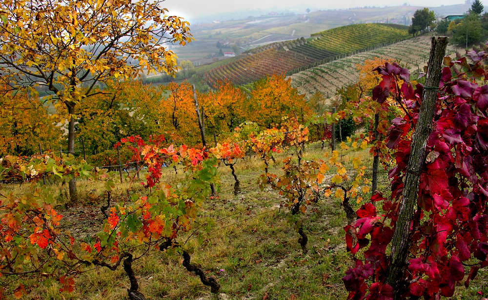 Acqui Terme's Monferrato by ebike