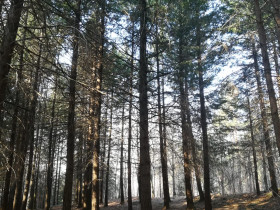 Immagine descrittiva per percorso