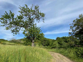 Immagine descrittiva per percorso