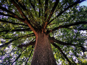 Immagine descrittiva per percorso