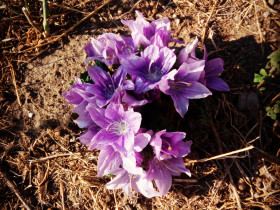 Immagine descrittiva per percorso