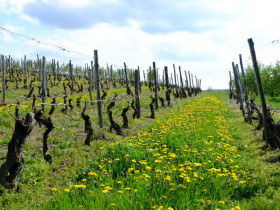 Immagine descrittiva per percorso