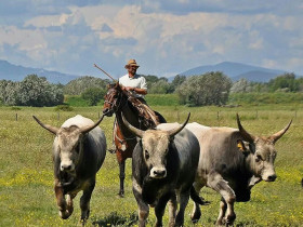 Immagine descrittiva per percorso