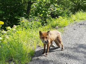 Immagine descrittiva per percorso