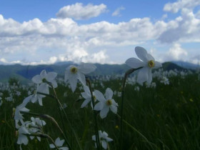 Immagine descrittiva per percorso