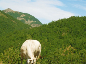 Immagine descrittiva per percorso