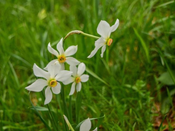 Immagine descrittiva per percorso
