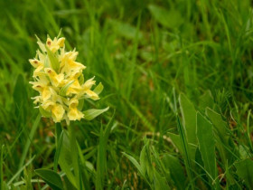 Immagine descrittiva per percorso