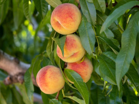 Immagine descrittiva per percorso