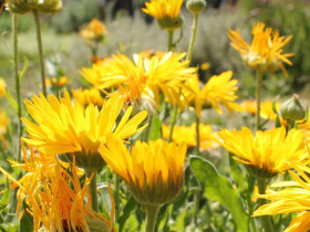 Immagine descrittiva per percorso