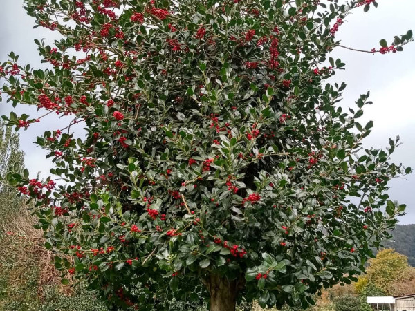 Immagine descrittiva per percorso