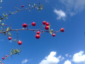 Immagine descrittiva per percorso