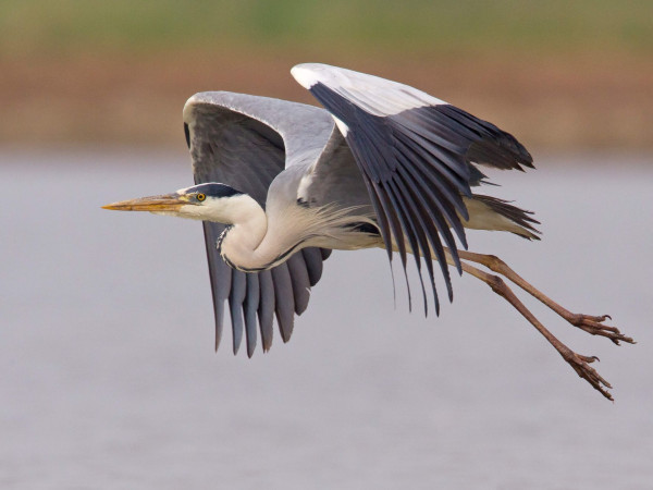 Immagine descrittiva per percorso