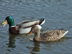 Immagine descrittiva per percorso