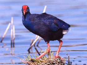 Immagine descrittiva per percorso