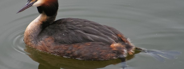 Immagine descrittiva per percorso