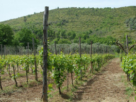 Immagine descrittiva per percorso