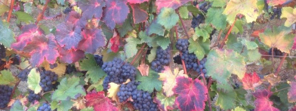 Immagine descrittiva per percorso