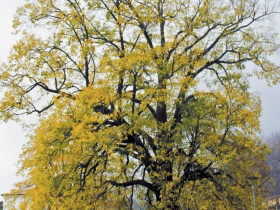 Immagine descrittiva per percorso