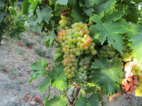 Immagine descrittiva per percorso