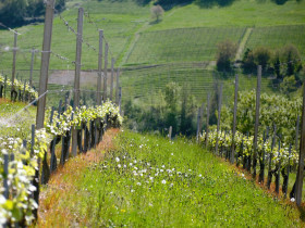 Immagine descrittiva per percorso