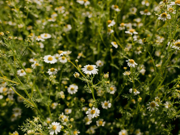 Immagine descrittiva per percorso