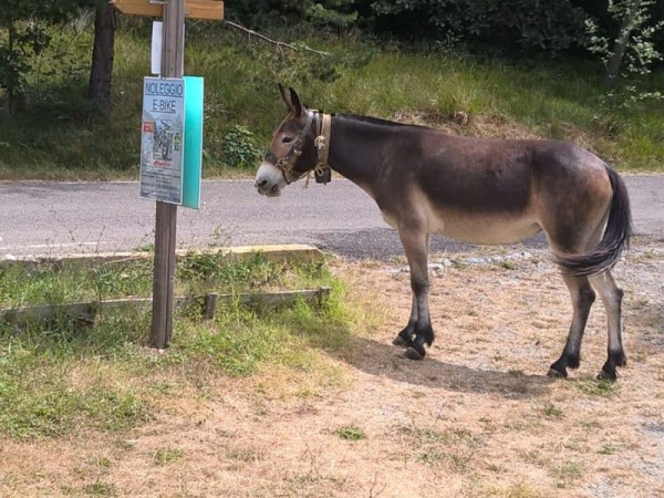 Immagine descrittiva per percorso