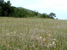 Immagine descrittiva per percorso