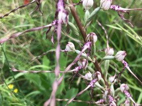 Immagine descrittiva per percorso