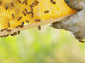 Immagine descrittiva per percorso