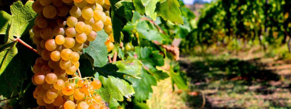 Immagine descrittiva per percorso