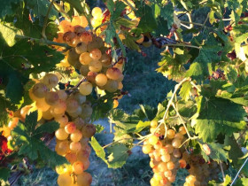 Immagine descrittiva per percorso