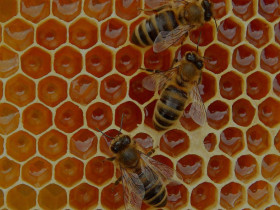 Immagine descrittiva per percorso