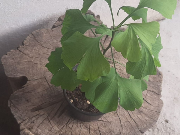 Immagine descrittiva per percorso