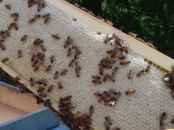 Immagine descrittiva per percorso