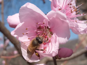 Immagine descrittiva per percorso