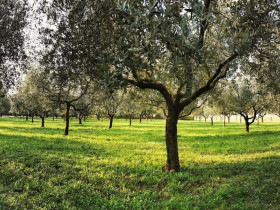 Immagine descrittiva per percorso