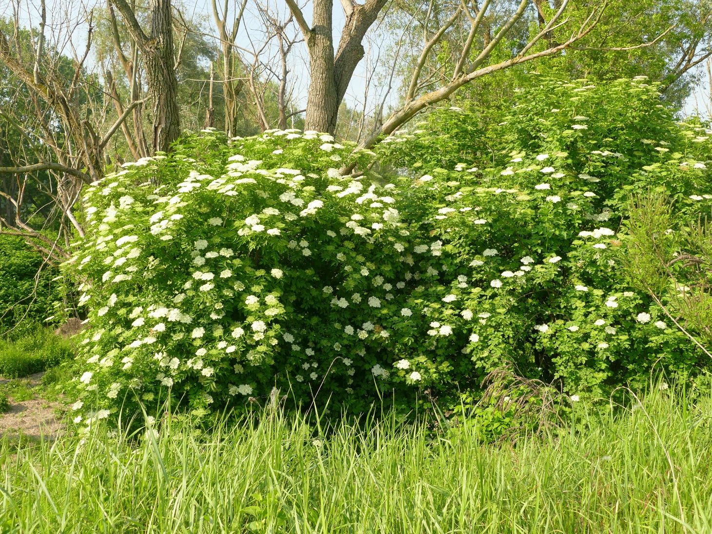 Forest of Elderberry trees To be seen ebike friendly Cremona