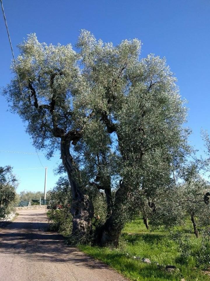 puglia