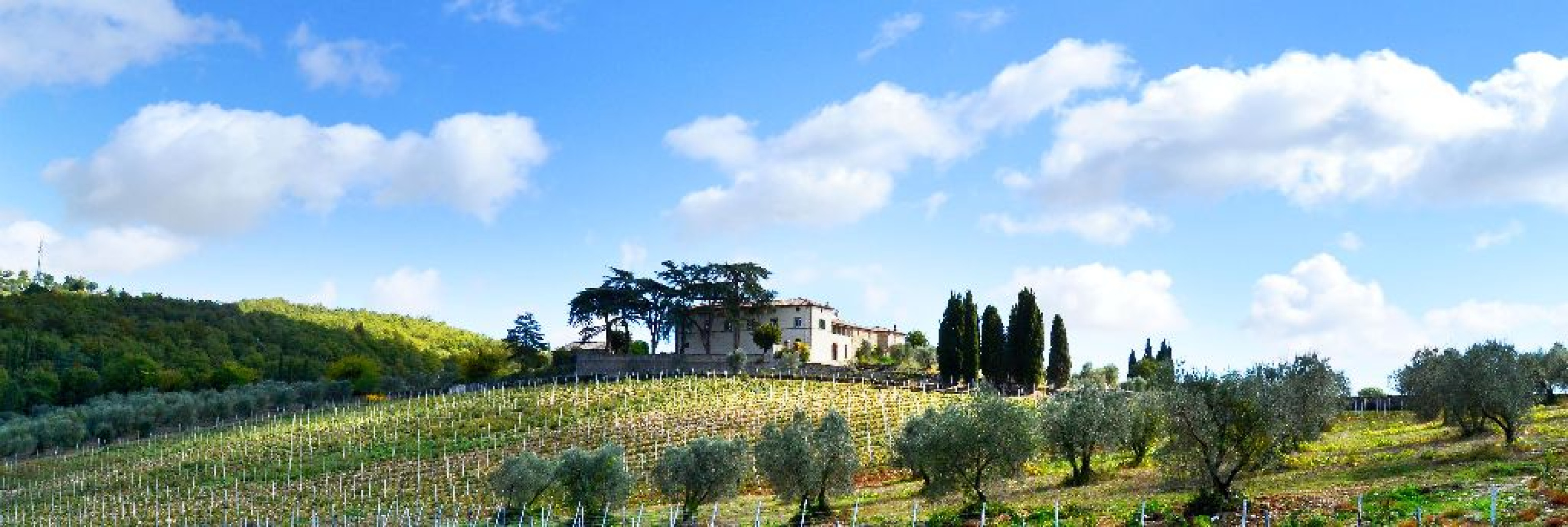 Hero Bindi Sergardi - Tenuta Mocenni