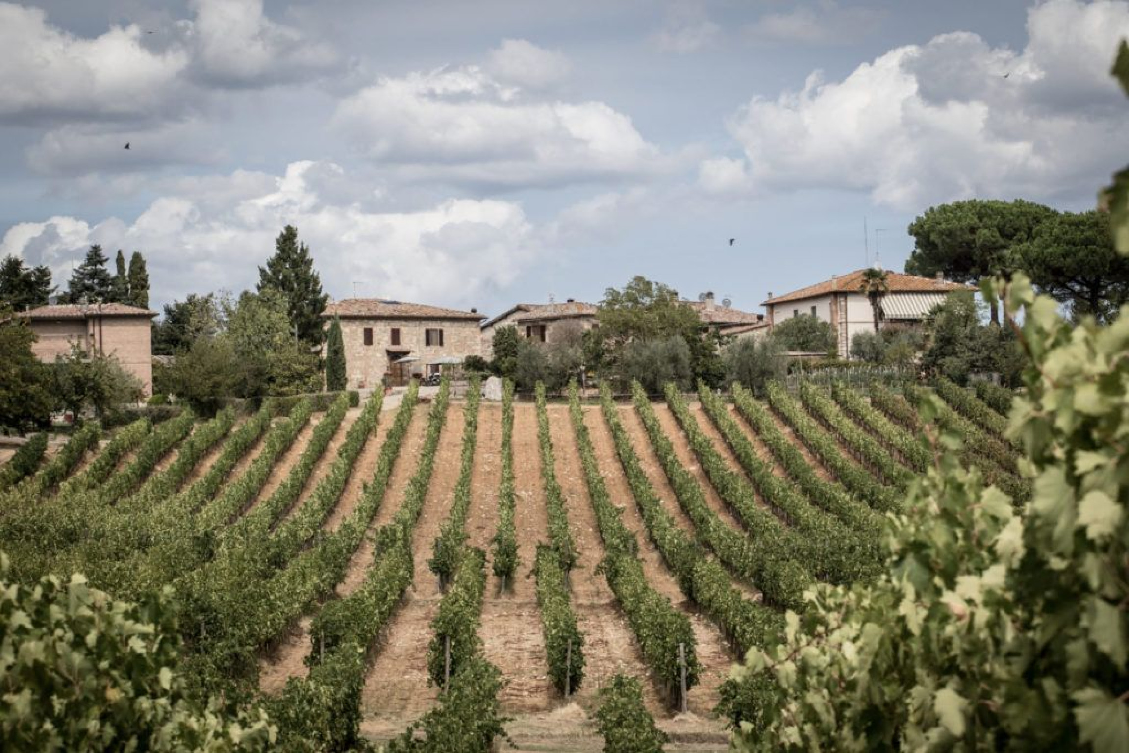 Hero Losi Querciavalle