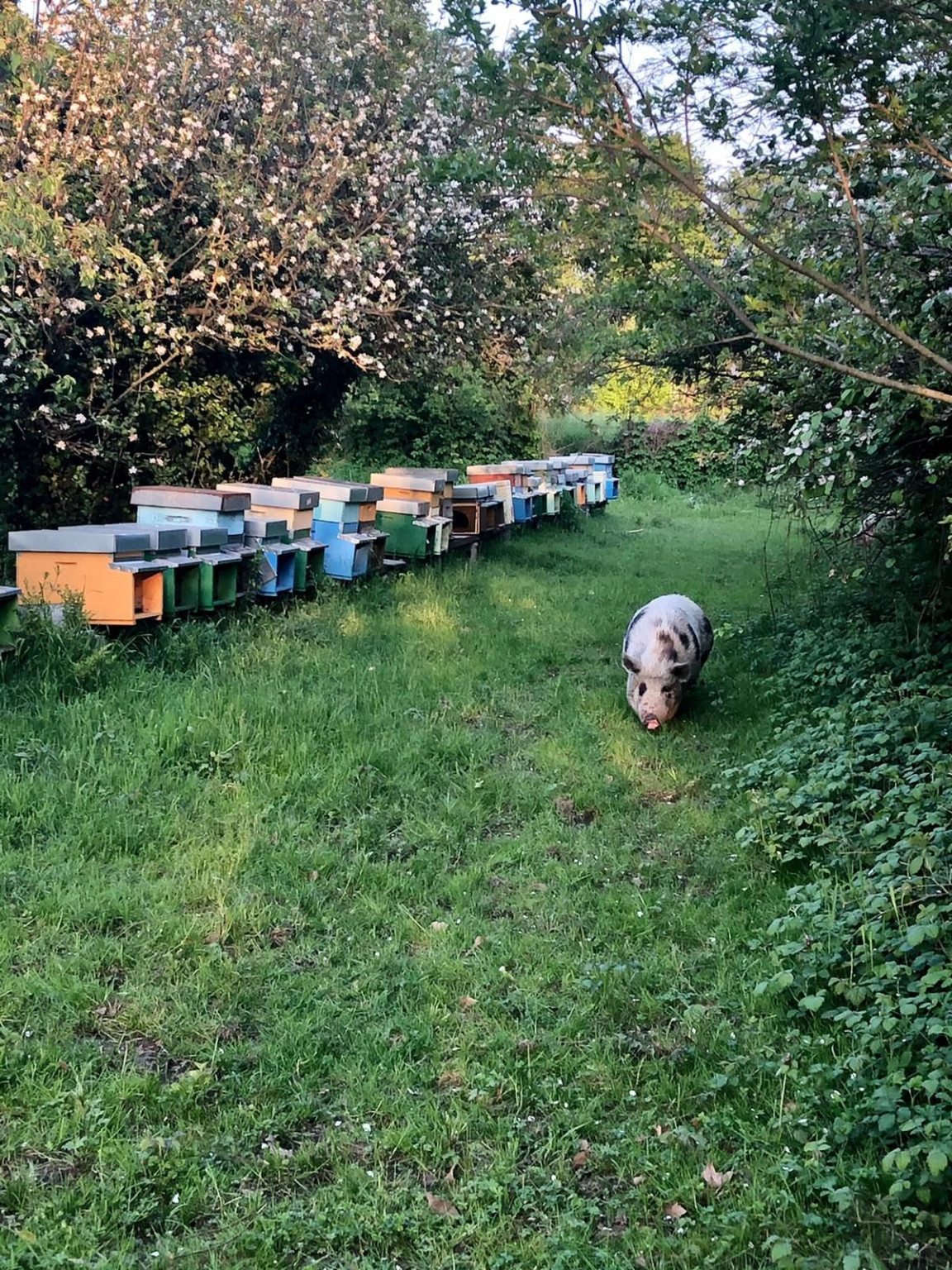 Hero Apiflor - produzione miele