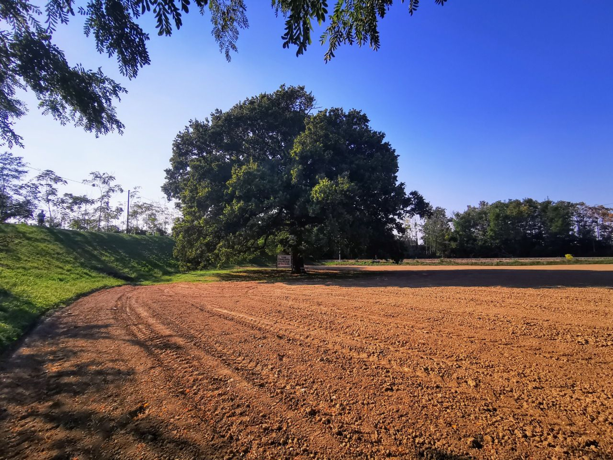 Hero Nonna Quercia e il miele
