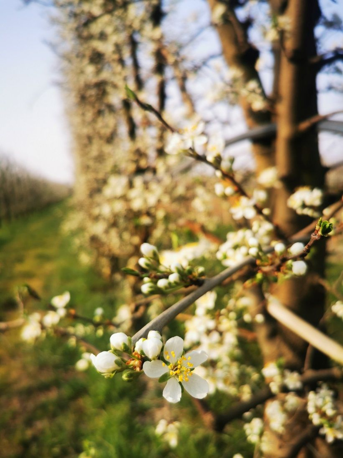 Hero Strada dei ciliegi in fiore