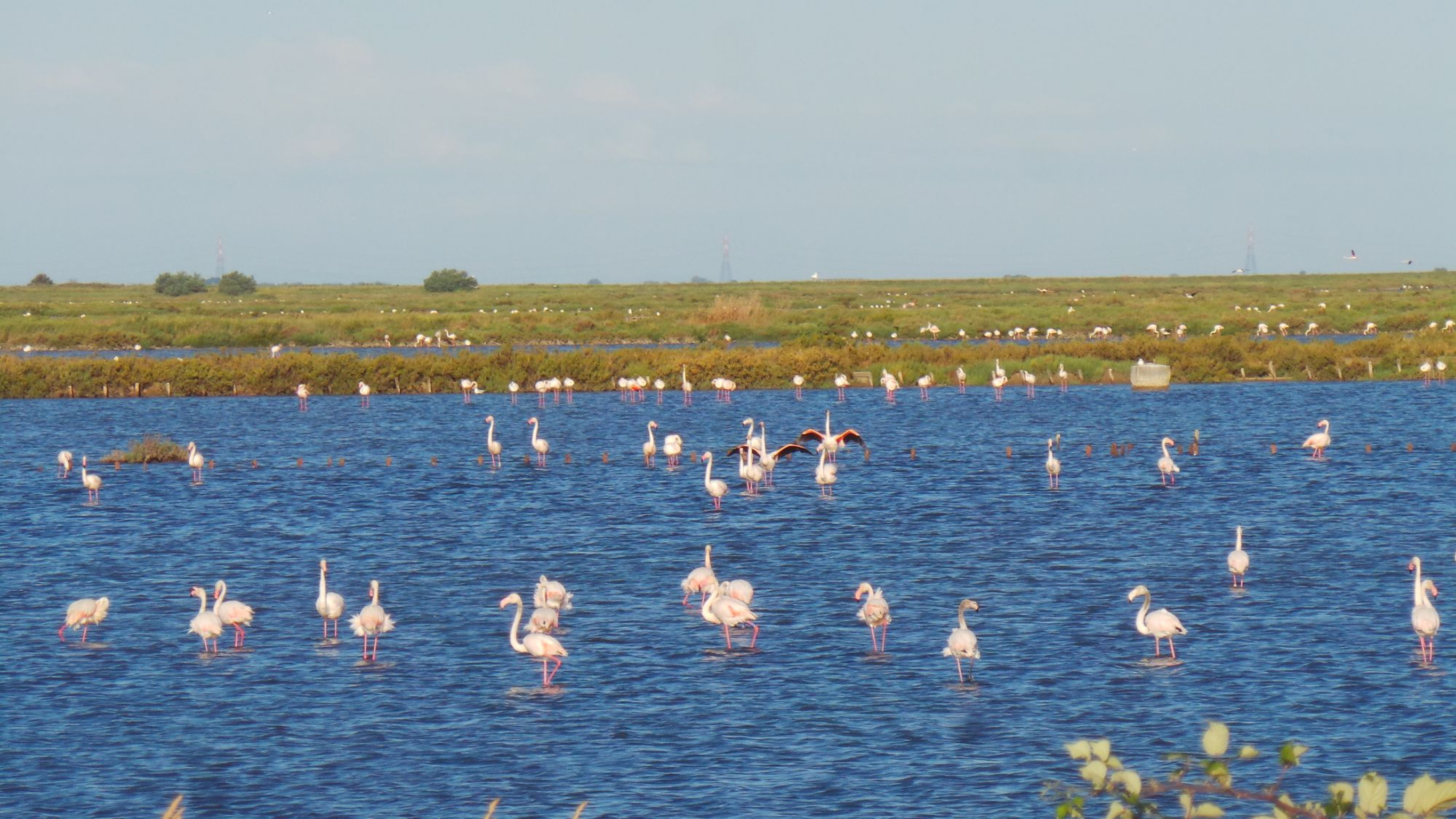 Hero Fenicotteri Rosa Valli di Comacchio