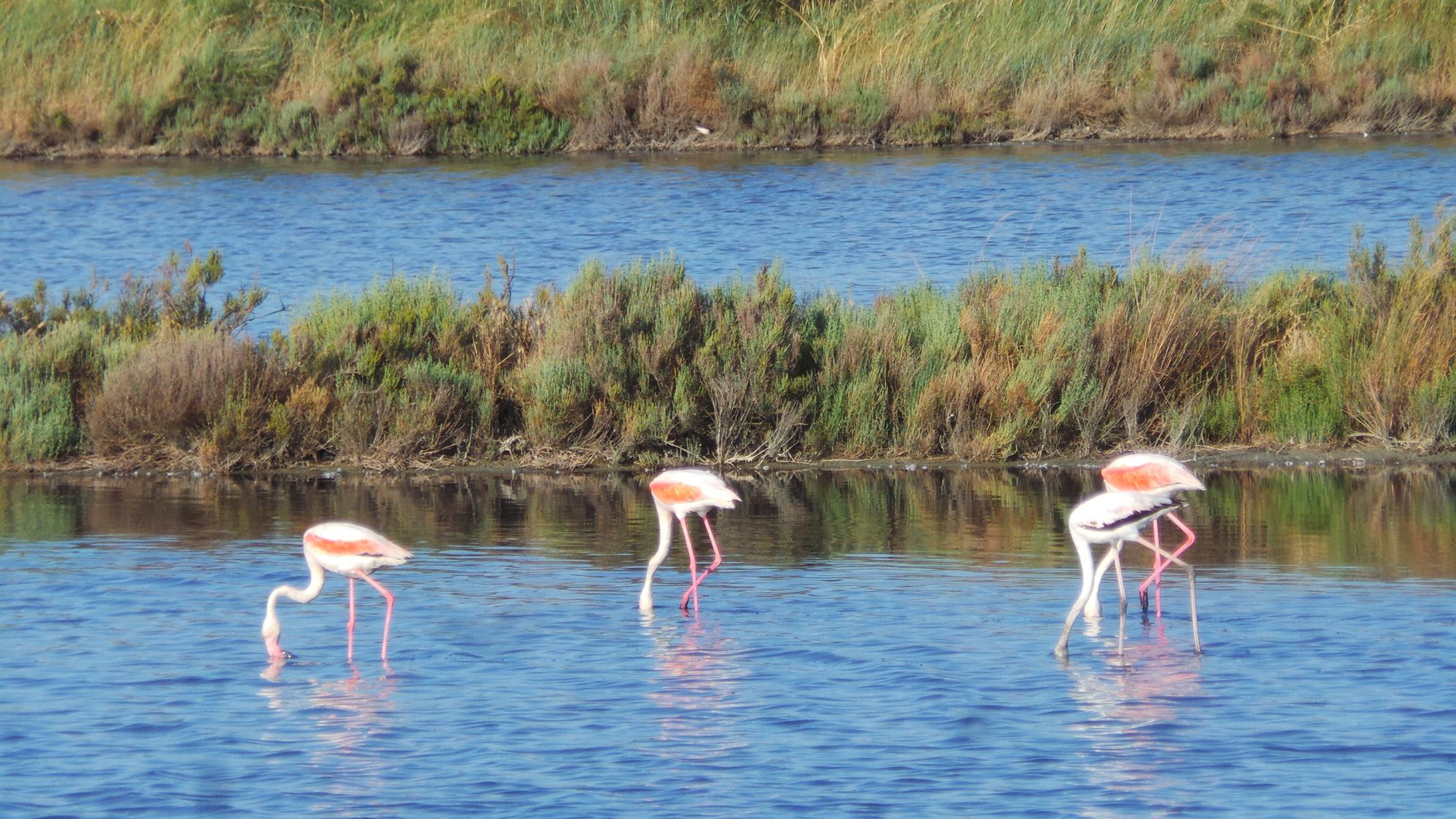 Hero Fenicotteri rosa Reno