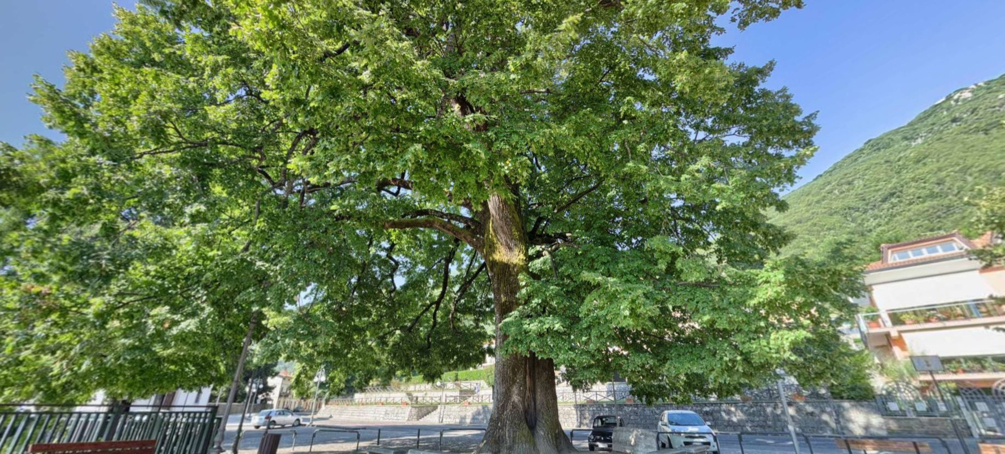 Hero Tiglio di Summonte (Albero Monumentale)