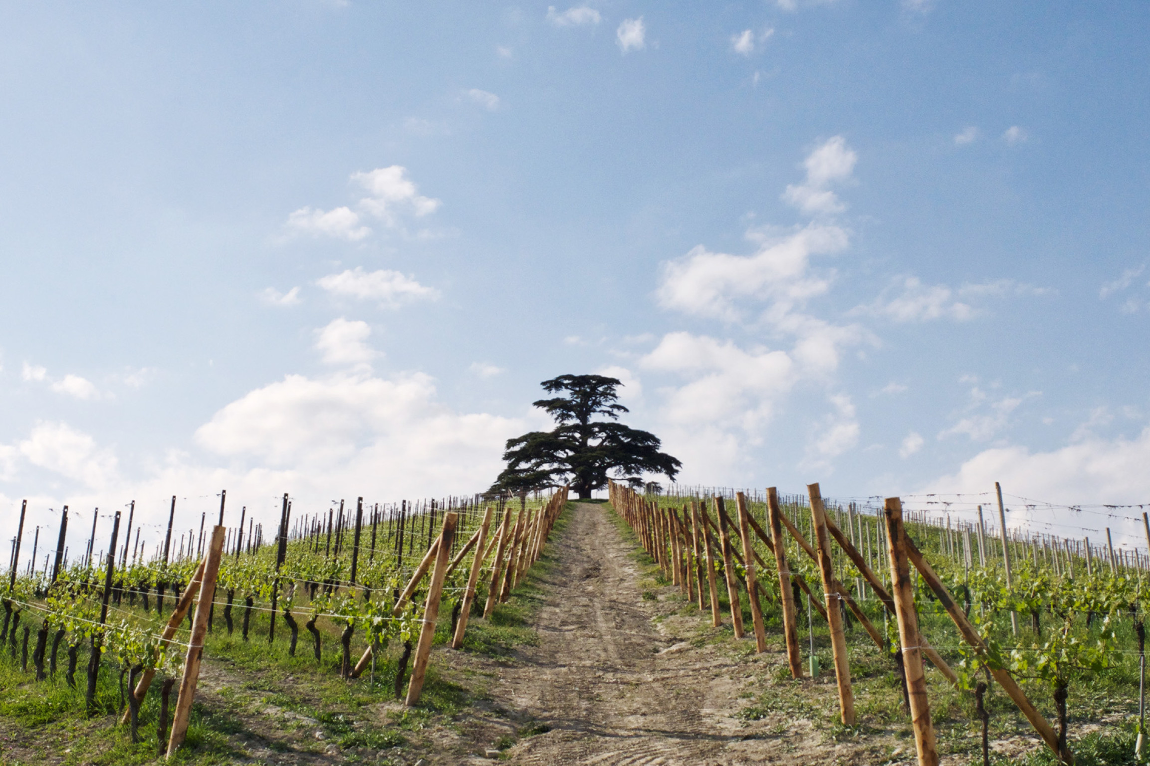 Hero Cedar of Lebanon